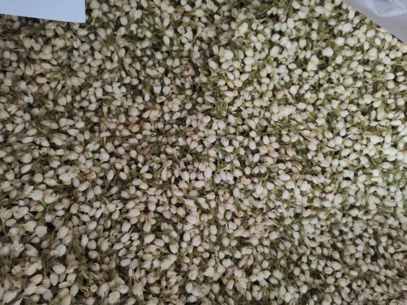 茉莉花正品保证质量无理由退货退款大量批发零售