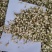 茉莉花正品保证质量无理由退货退款大量批发零售