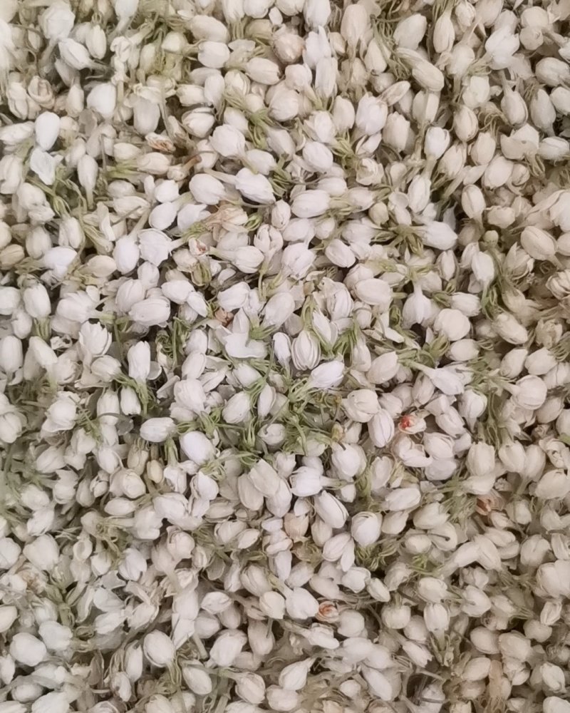 茉莉花正品保证质量无理由退货退款大量批发零售
