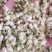 茉莉花正品保证质量无理由退货退款大量批发零售