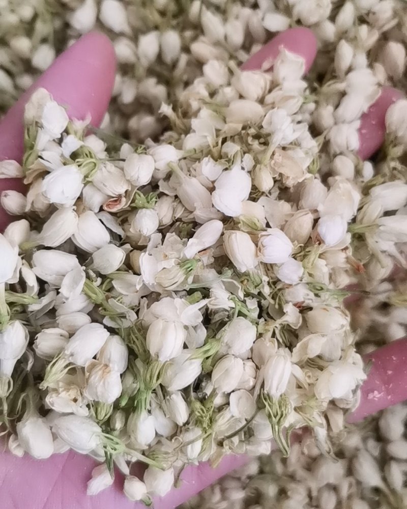 茉莉花正品保证质量无理由退货退款大量批发零售