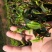 粤北罗坑原生态茶(红茶、绿茶)