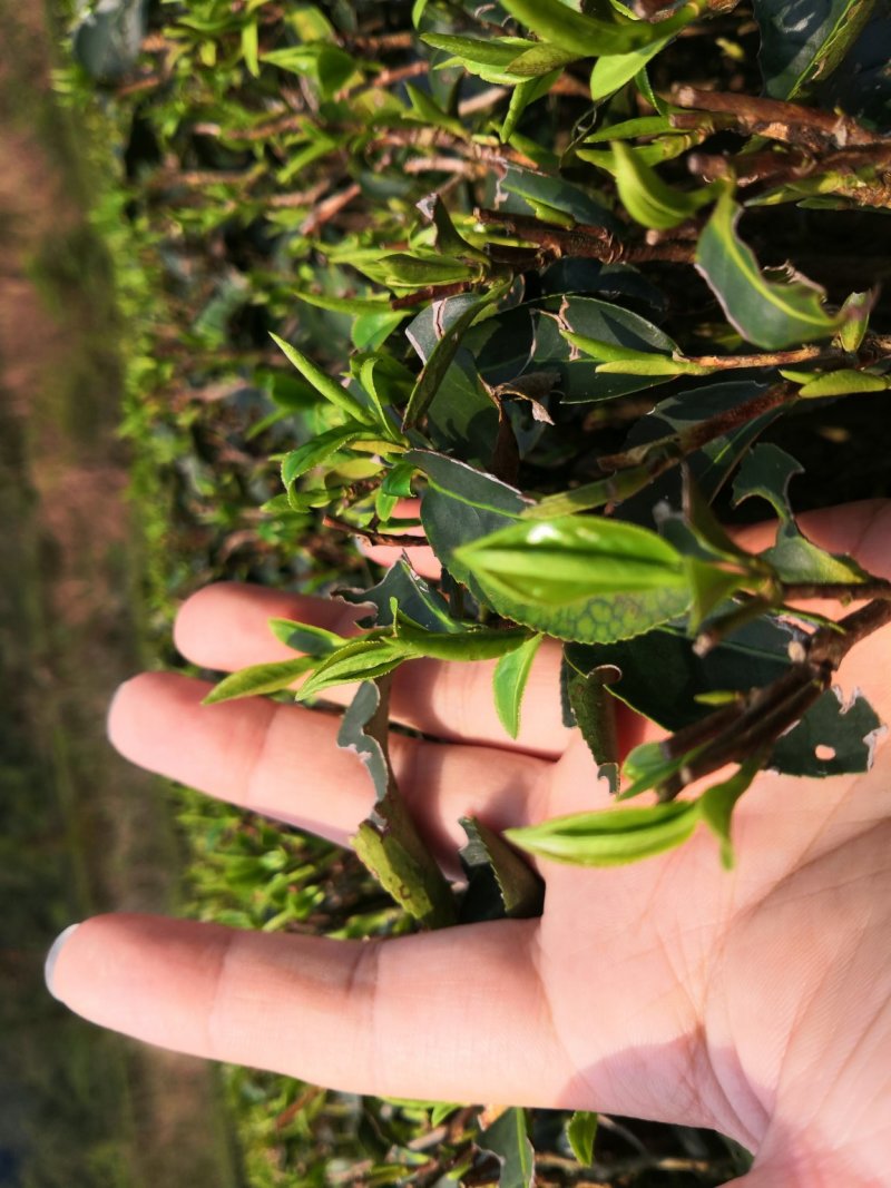 粤北罗坑原生态茶(红茶、绿茶)