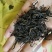 粤北罗坑原生态茶(红茶、绿茶)