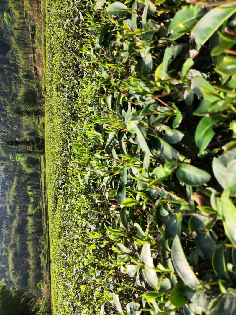 粤北罗坑原生态茶(红茶、绿茶)