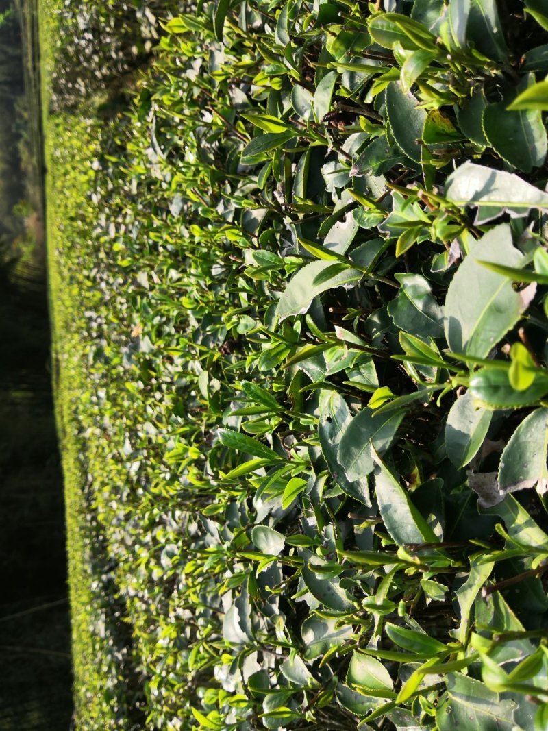 粤北罗坑原生态茶(红茶、绿茶)
