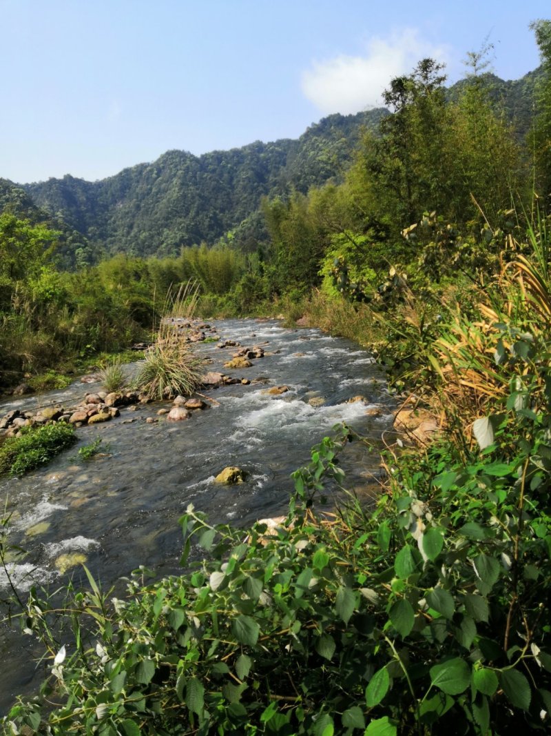 粤北罗坑原生态茶(红茶、绿茶)