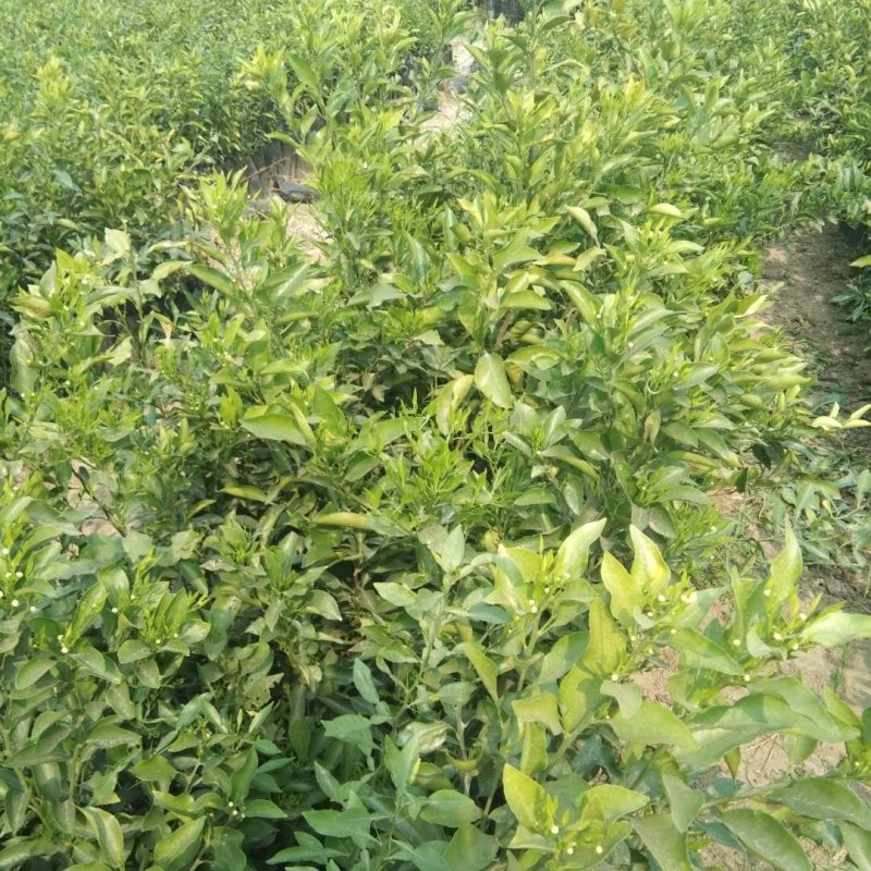 柑橘苗四川明天日见，无籽沃柑，大雅，不知火，春见，红心柚