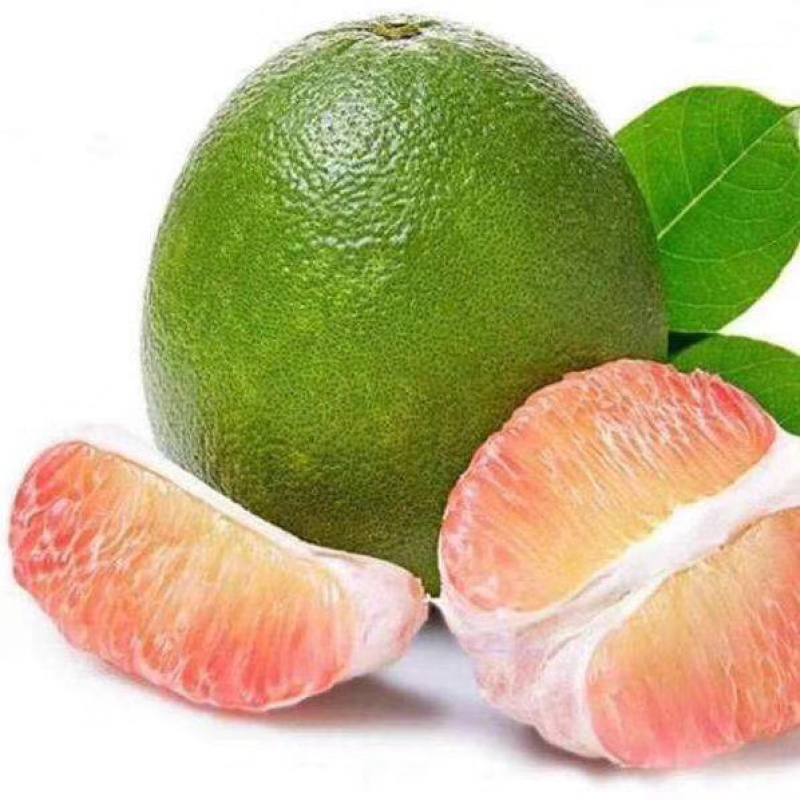 包邮青皮红心柚树苗嫁接苗可以多季结果发货带杯一起