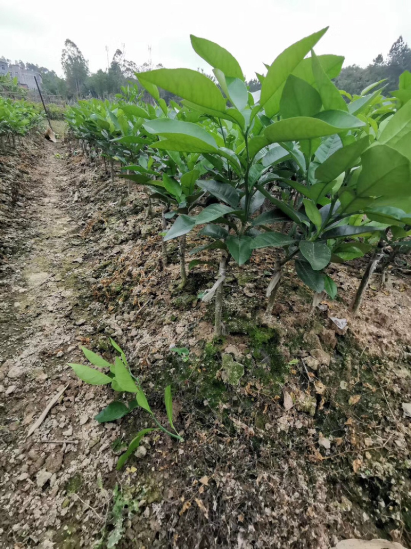 包邮青皮红心柚树苗嫁接苗可以多季结果发货带杯一起