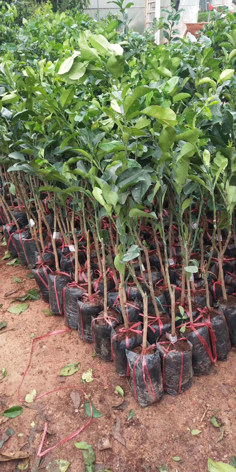 包邮青皮红心柚树苗嫁接苗可以多季结果发货带杯一起
