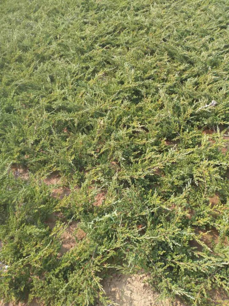 铺地柏；铺地柏工程苗；铺地柏盆景素材；铺地柏护坡工程用苗