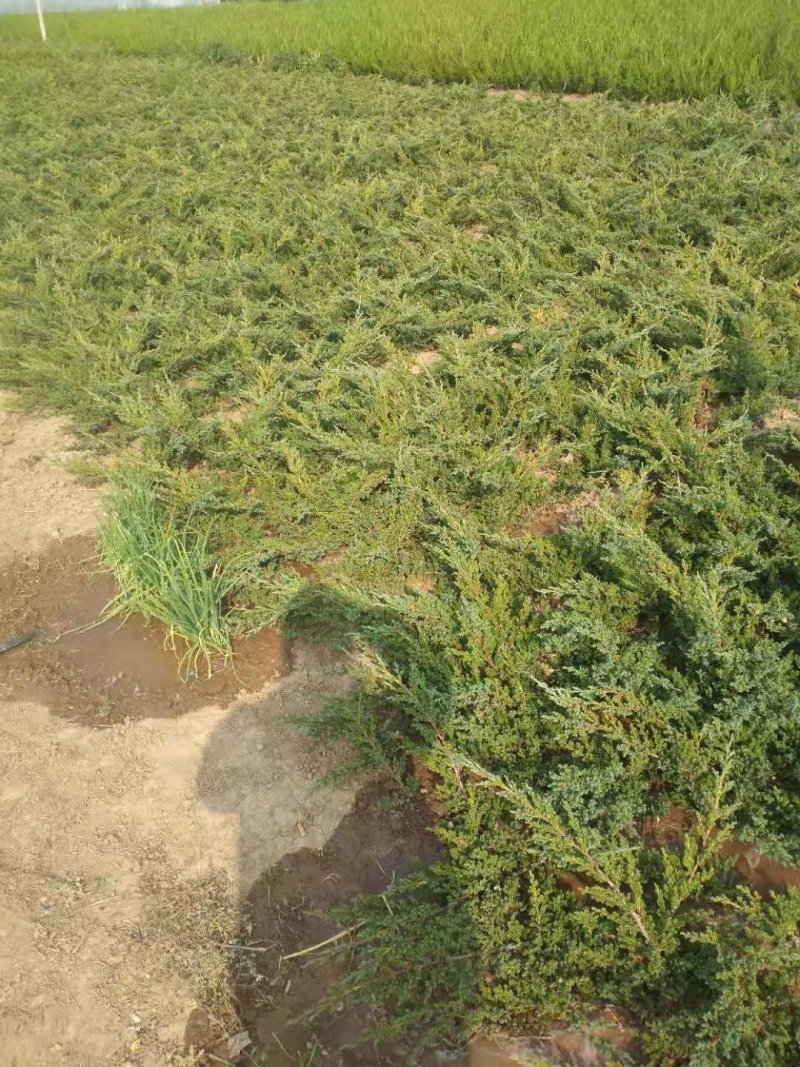 铺地柏；铺地柏工程苗；铺地柏盆景素材；铺地柏护坡工程用苗