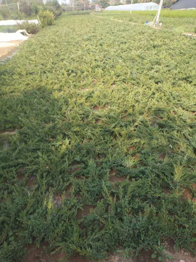 铺地柏；铺地柏工程苗；铺地柏盆景素材；铺地柏护坡工程用苗