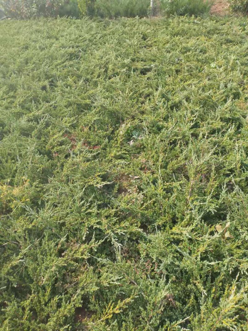 铺地柏；铺地柏工程苗；铺地柏盆景素材；铺地柏护坡工程用苗