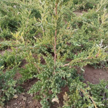 铺地柏；铺地柏工程苗；铺地柏盆景素材；铺地柏护坡工程用苗