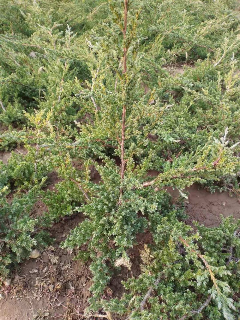 铺地柏；铺地柏工程苗；铺地柏盆景素材；铺地柏护坡工程用苗