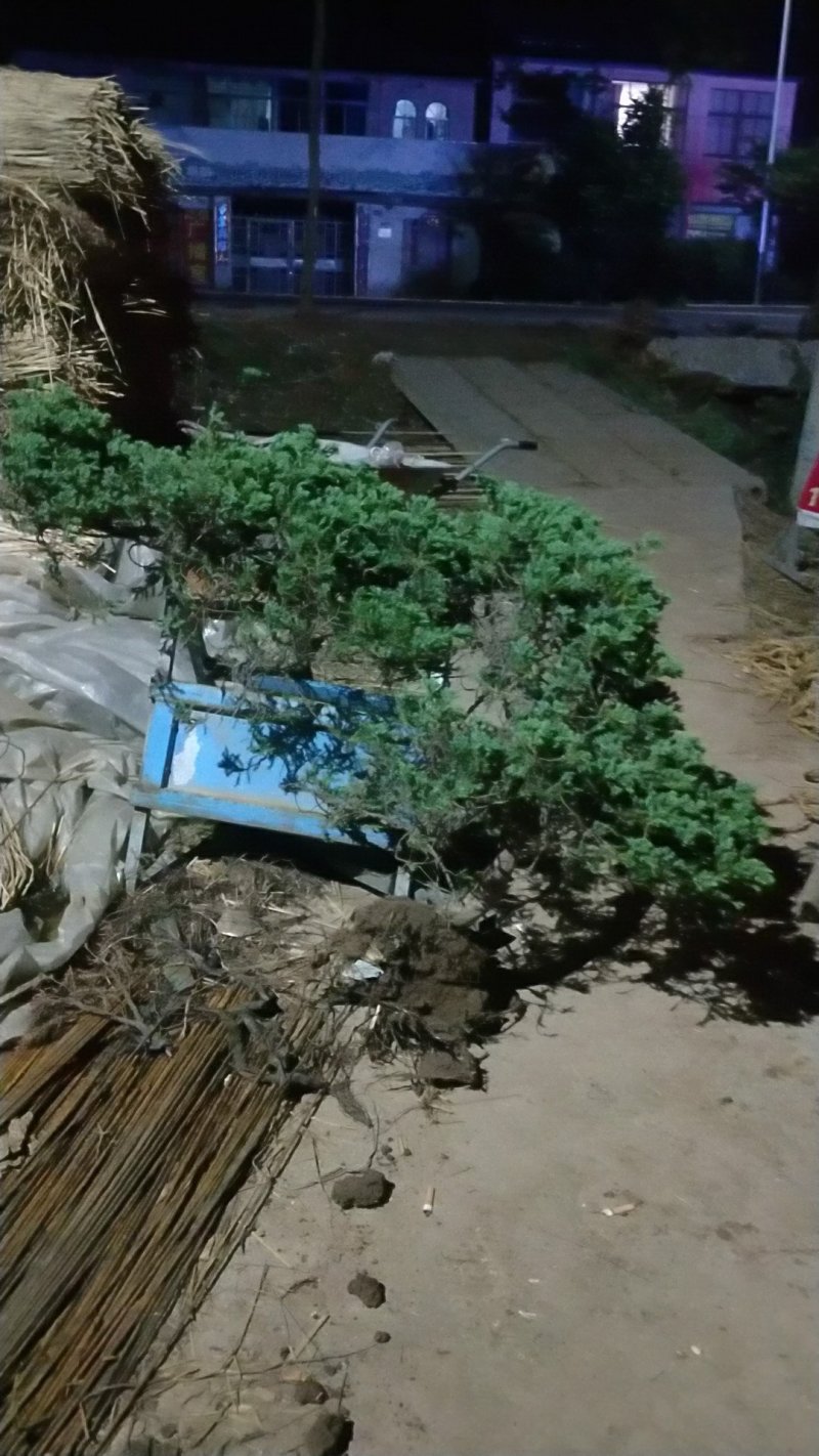铺地柏；铺地柏工程苗；铺地柏盆景素材；铺地柏护坡工程用苗
