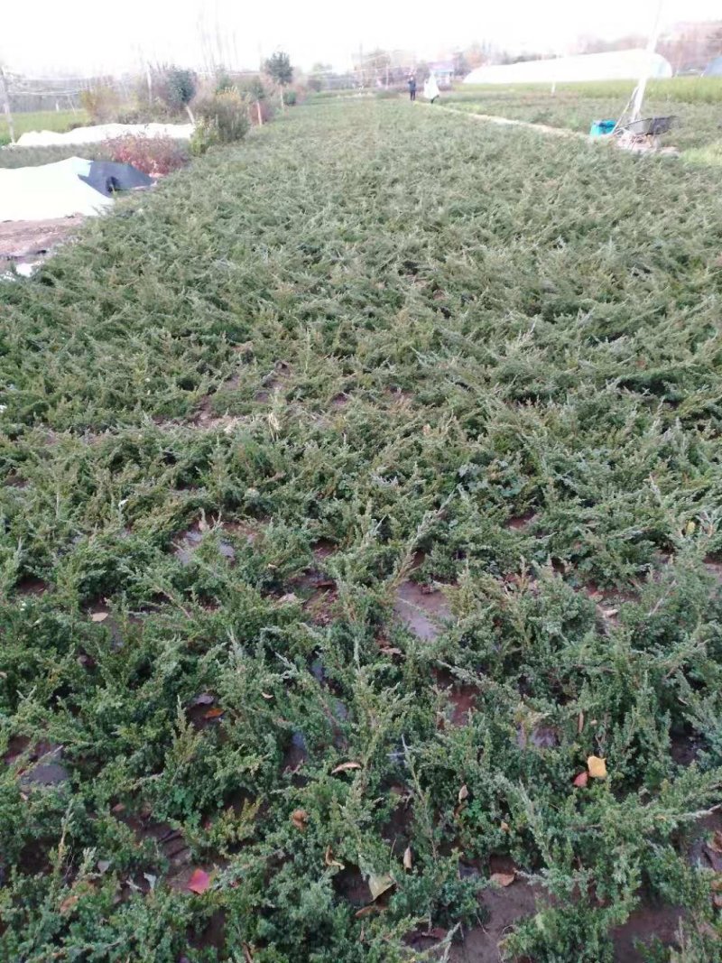 铺地柏；铺地柏工程苗；铺地柏盆景素材；铺地柏护坡工程用苗