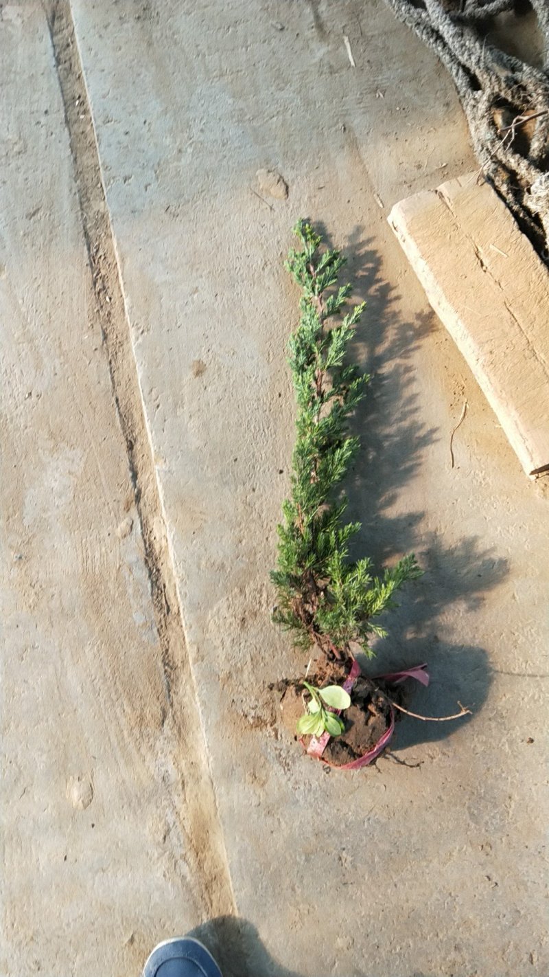 铺地柏；铺地柏工程苗；铺地柏盆景素材；铺地柏护坡工程用苗
