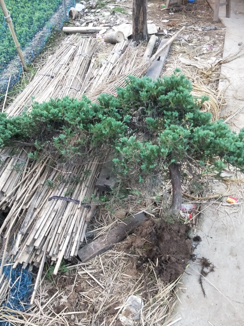 铺地柏；铺地柏工程苗；铺地柏盆景素材；铺地柏护坡工程用苗