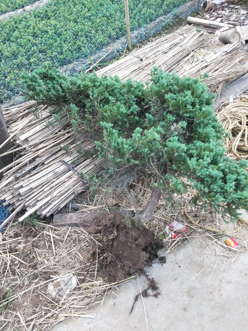 铺地柏；铺地柏工程苗；铺地柏盆景素材；铺地柏护坡工程用苗