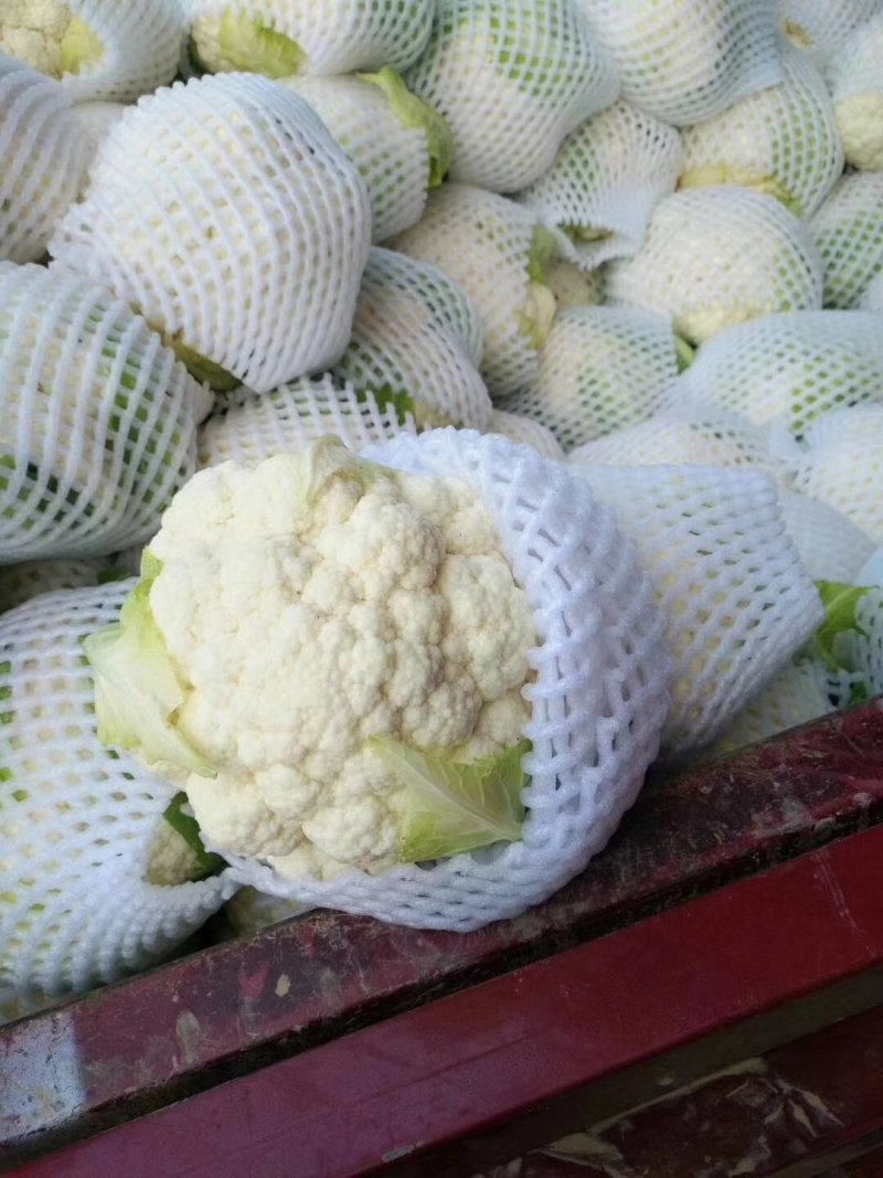 陕西包菜