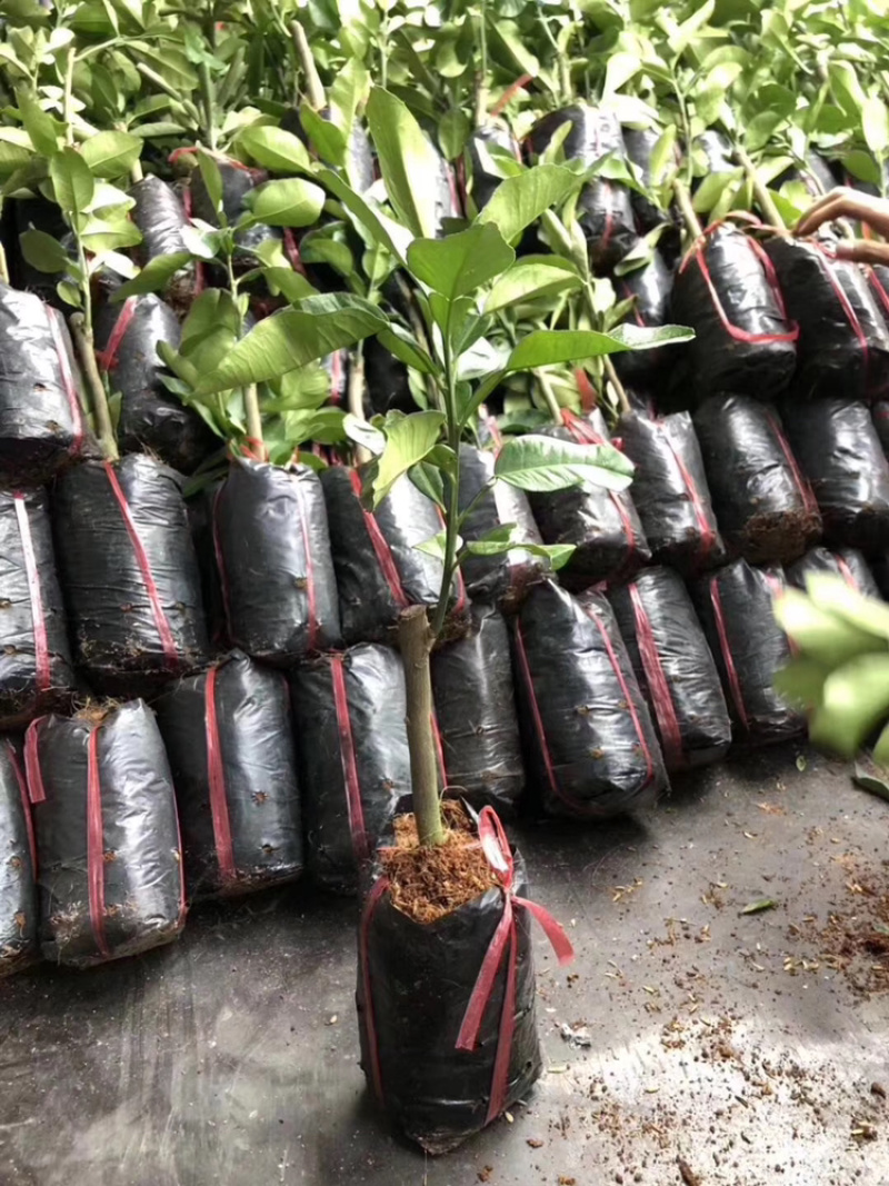 包邮青皮红心柚树苗嫁接苗可以多季结果发货带杯一起