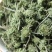 特级带柄田七花无熏硫颜色碧绿气味芬芳质量保证