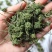 特级带柄田七花无熏硫颜色碧绿气味芬芳质量保证