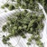 特级带柄田七花无熏硫颜色碧绿气味芬芳质量保证