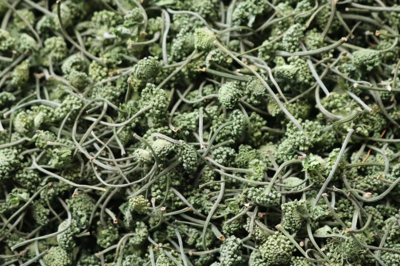 特级带柄田七花无熏硫颜色碧绿气味芬芳质量保证
