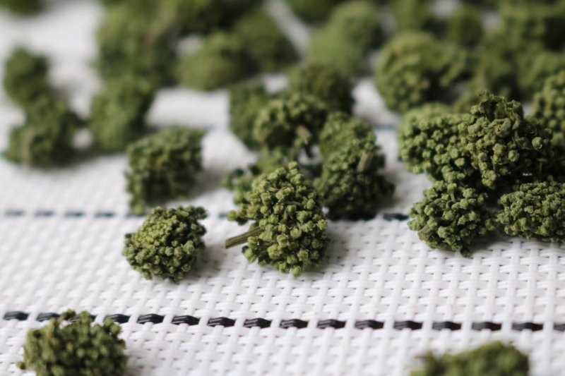 精选四年头茬田七花无熏硫饱满味道醇厚甘甜质量包装代发
