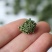 精选四年头茬田七花无熏硫饱满味道醇厚甘甜质量包装代发