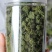 精选四年头茬田七花无熏硫饱满味道醇厚甘甜质量包装代发