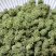 精选四年头茬田七花无熏硫饱满味道醇厚甘甜质量包装代发