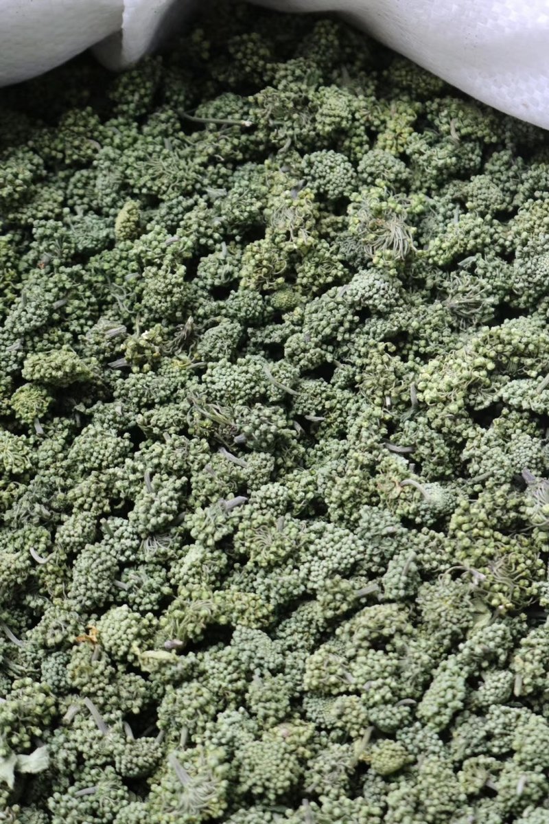 精选四年头茬田七花无熏硫饱满味道醇厚甘甜质量包装代发