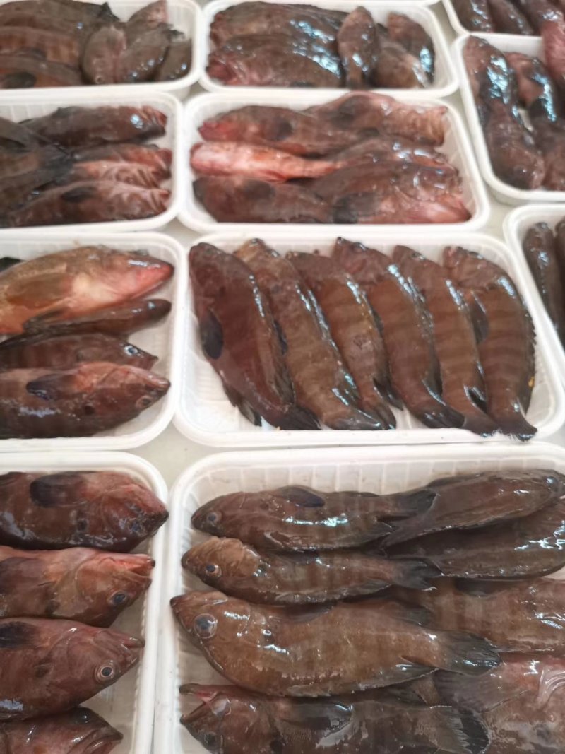 油班鱼，钓口的，海鲜，海鱼