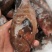 油班鱼，钓口的，海鲜，海鱼