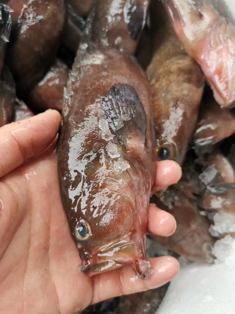 油班鱼，钓口的，海鲜，海鱼