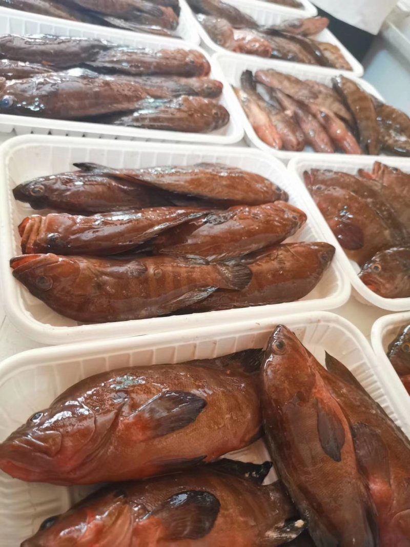 油班鱼，钓口的，海鲜，海鱼