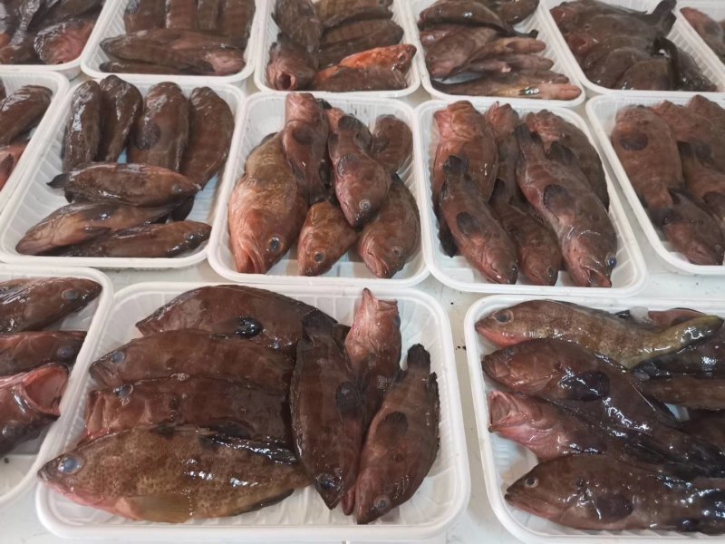 油班鱼，钓口的，海鲜，海鱼