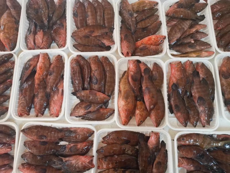 油班鱼，钓口的，海鲜，海鱼
