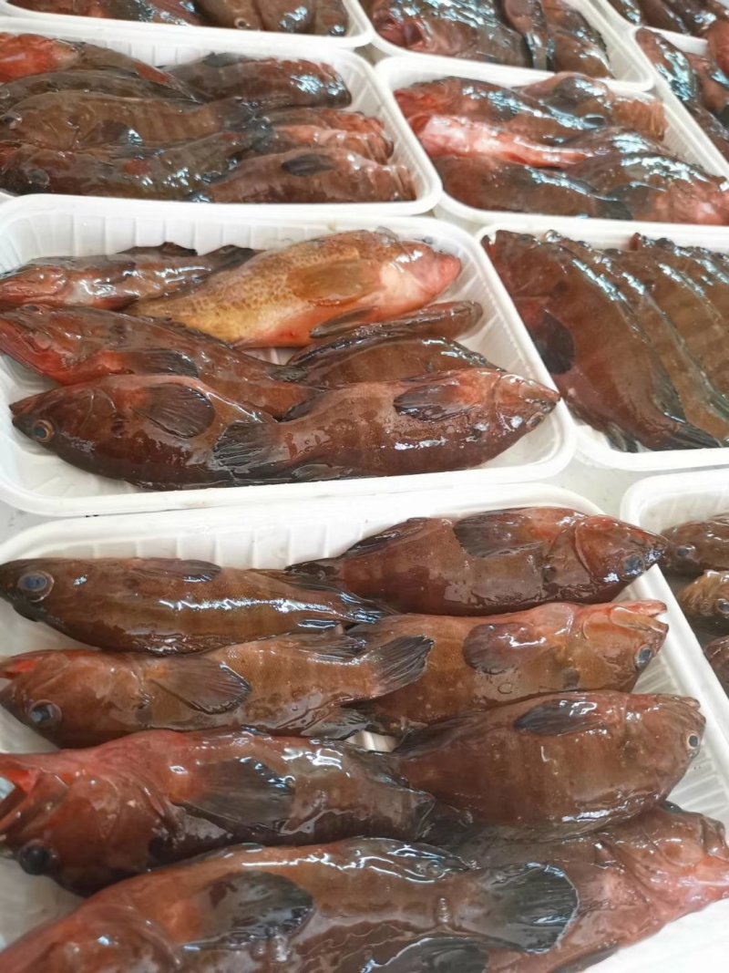 油班鱼，钓口的，海鲜，海鱼