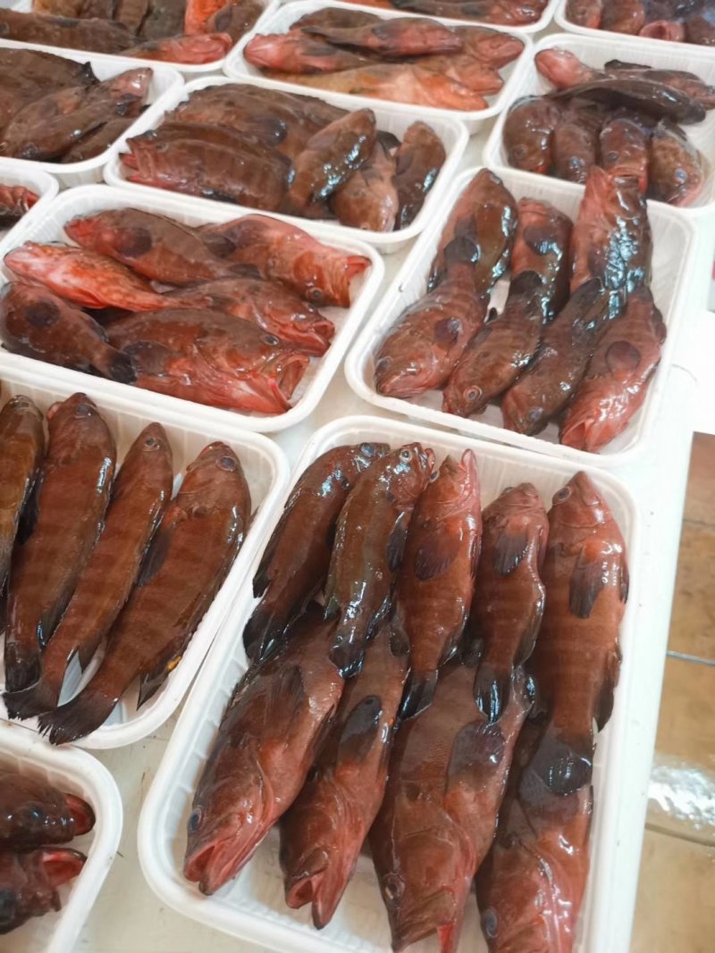 油班鱼，钓口的，海鲜，海鱼