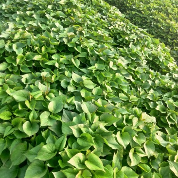 杨凌西北农林科大学培育红薯苗…，秦薯四号秦薯五号