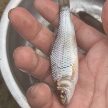 鲮鱼苗，土鲮鱼苗，桂花料鱼苗支持全国各地发货