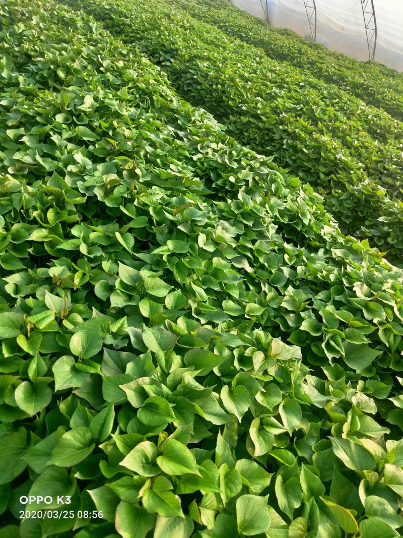 杨凌西北农林科大学培育红薯苗…，秦薯四号秦薯五号