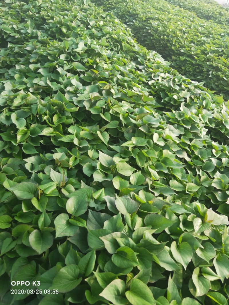 杨凌西北农林科大学培育红薯苗…，秦薯四号秦薯五号