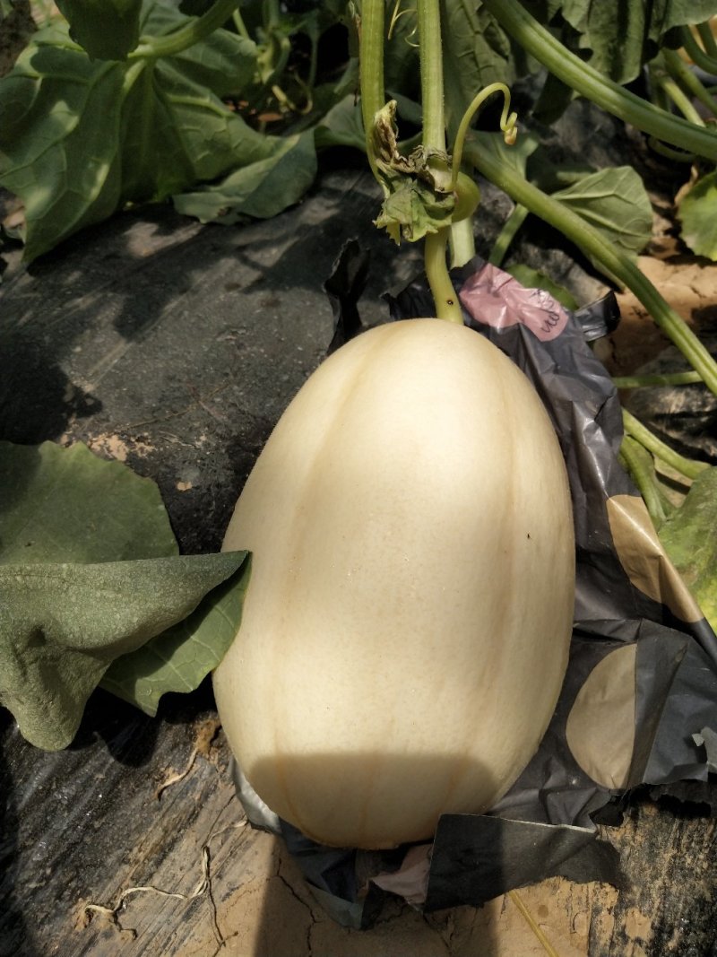 东方蜜一号大量上市瓜果类
